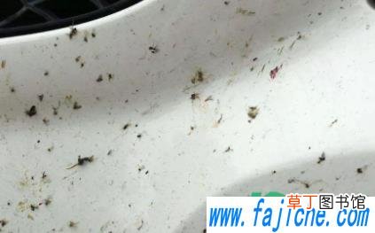 麻雀屎在车上怎么清洗 怎样不让麻雀在车上拉屎