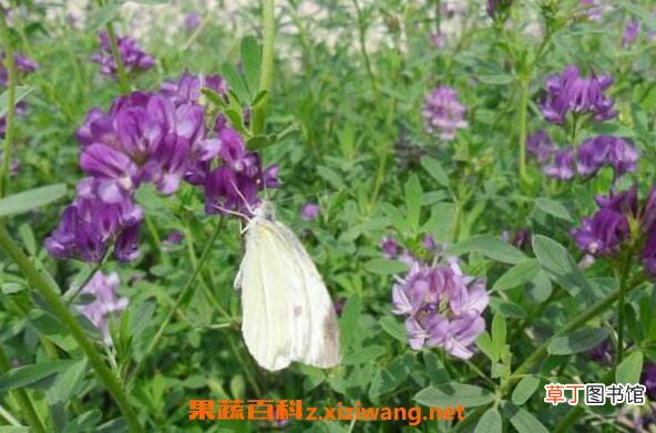 喝苜蓿酵素的危害 苜蓿酵素固体饮料骗局
