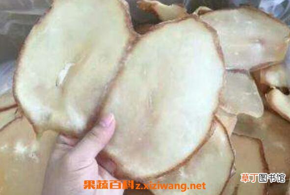 干响螺片的功效与禁忌