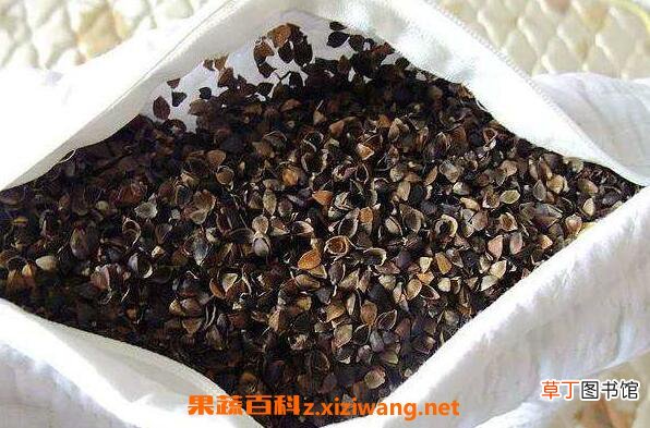 荞麦枕头的功效与作用 荞麦枕头不适合什么人