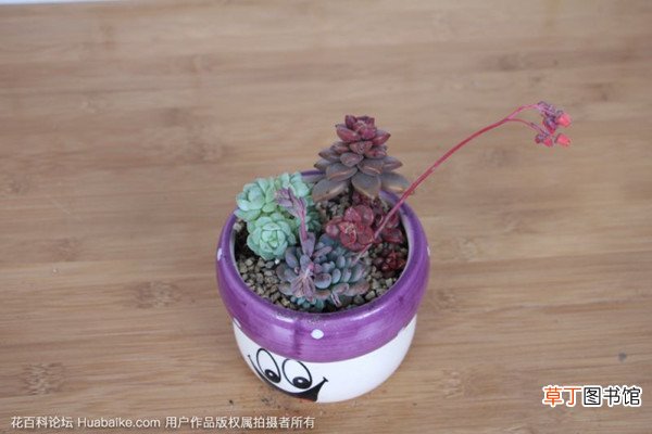 多肉开花，十分惊艳，可是要怎么养呢