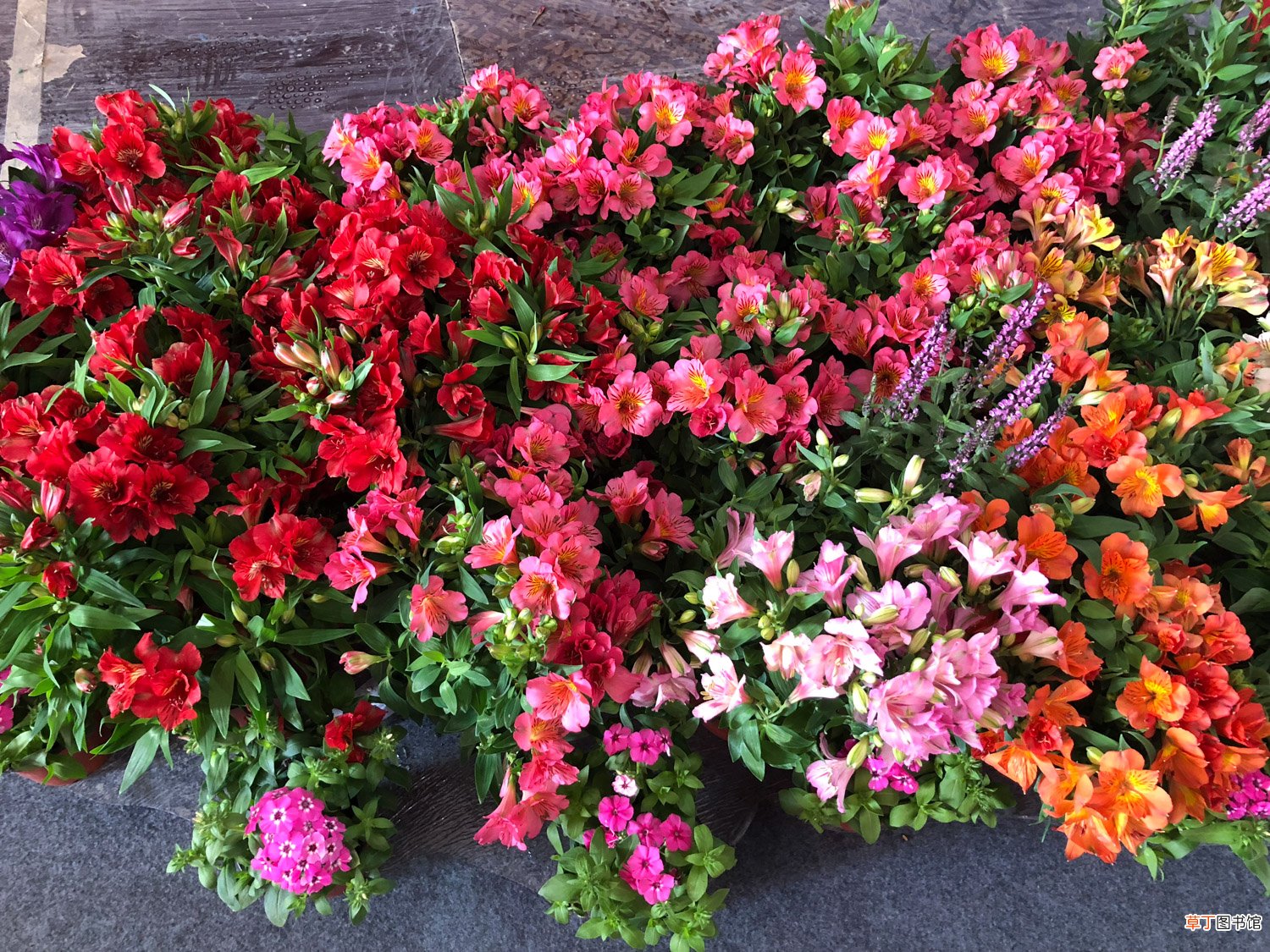 六出花什么时候开花