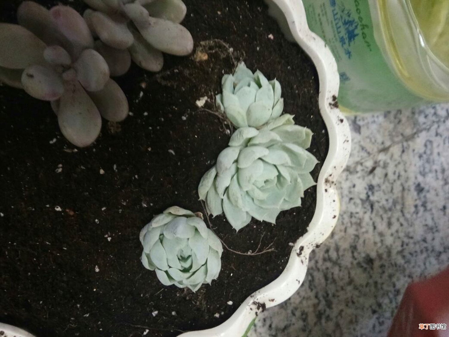 5月不养多肉？后悔去吧