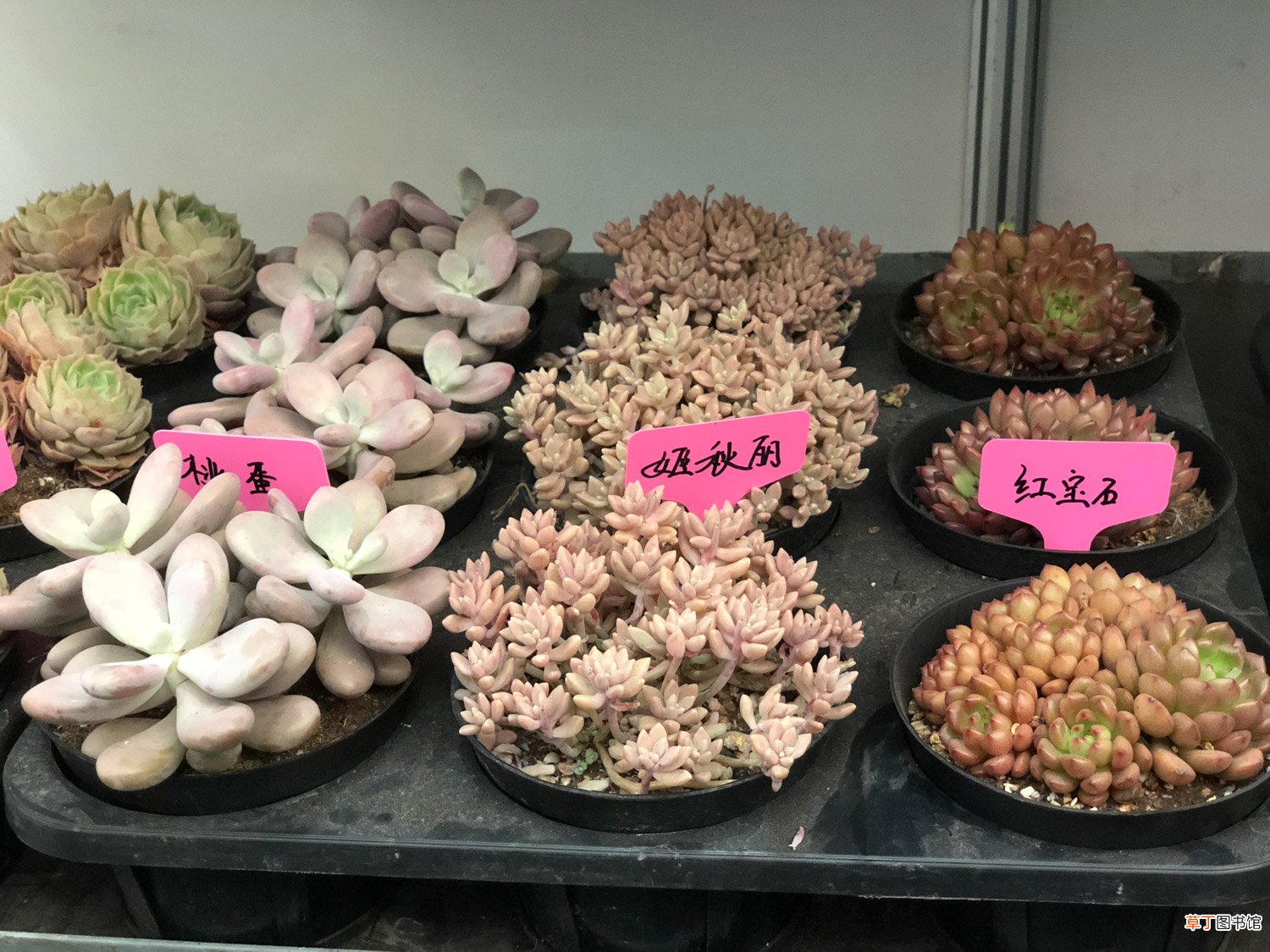 5月不养多肉？后悔去吧