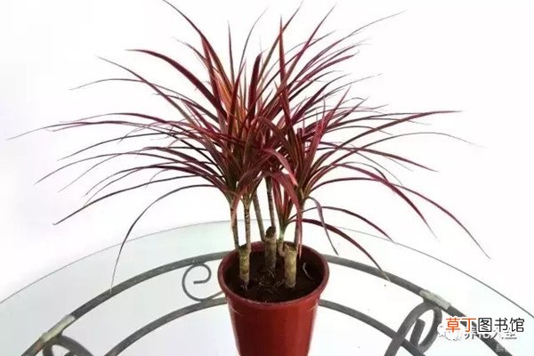 25种常见的观叶植物，每种都很不错