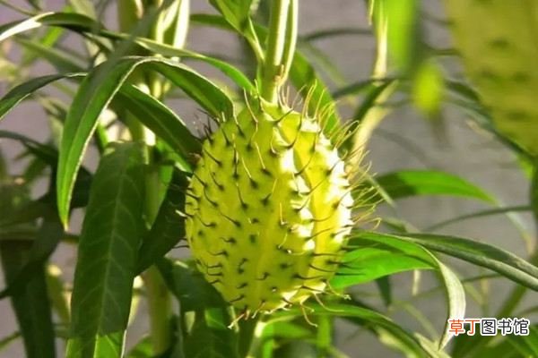15种常见观果植物，你都见过吗