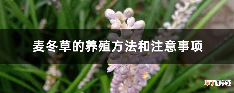 麦冬草的养殖方法和注意事项