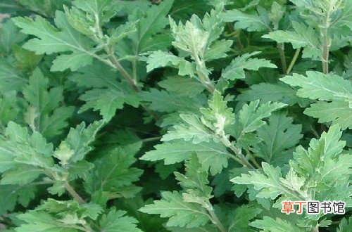 家备艾叶配良方不用医生也健康-艾叶常用药方