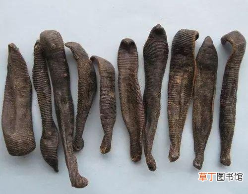 蚂蟥最怕什么,蚂蟥一斤多少钱
