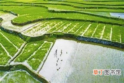 蚂蟥最怕什么,蚂蟥一斤多少钱