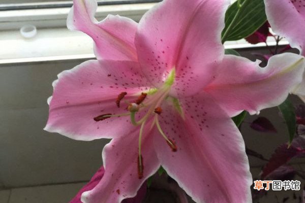5块钱就能买到的花，便宜又好养，新手必看