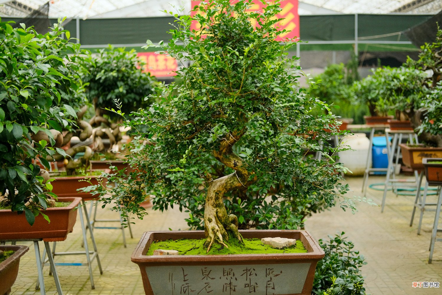 指尖上的盆景，养好了比兰花还值钱