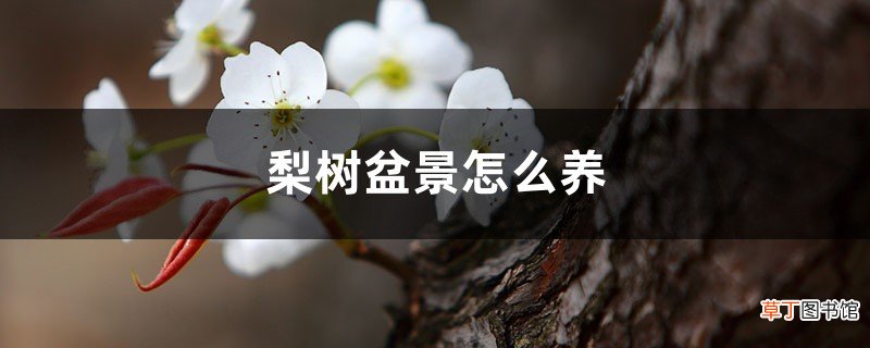 梨树盆景怎么养