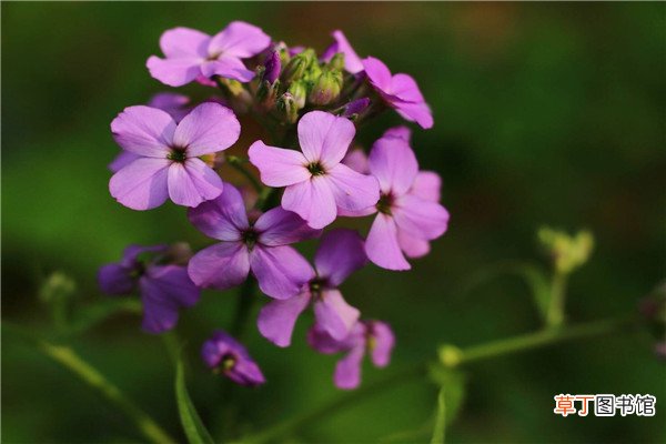 蓝香芥的养殖方法和注意事项