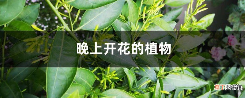 晚上开花的植物