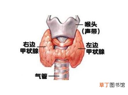 甲状腺乳头状癌寿命-甲状腺乳头状癌寿命有多少