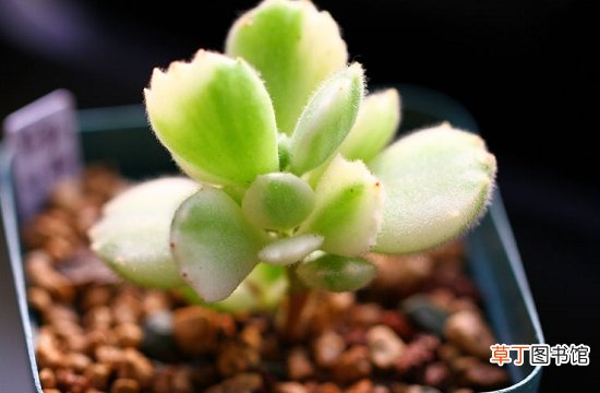 多肉白熊的养殖心得