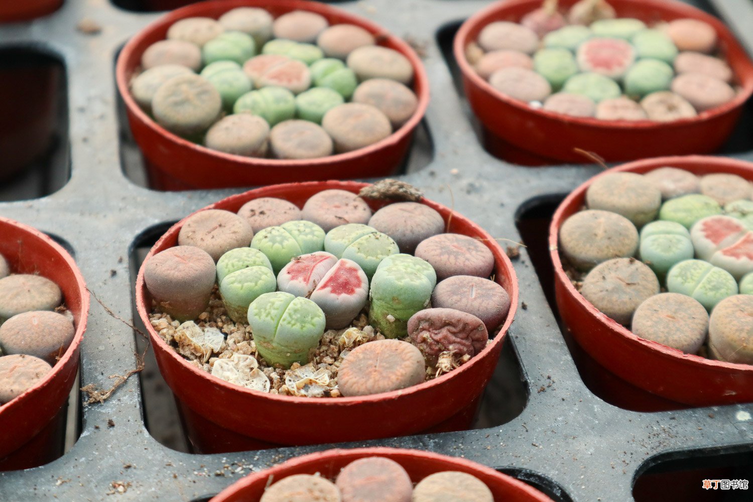 石头开花，原来这么赞