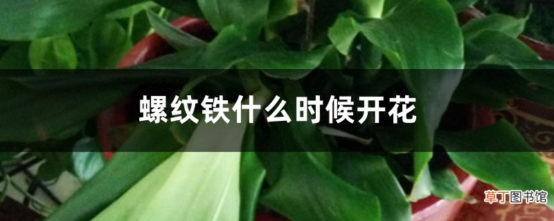 螺纹铁什么时候开花