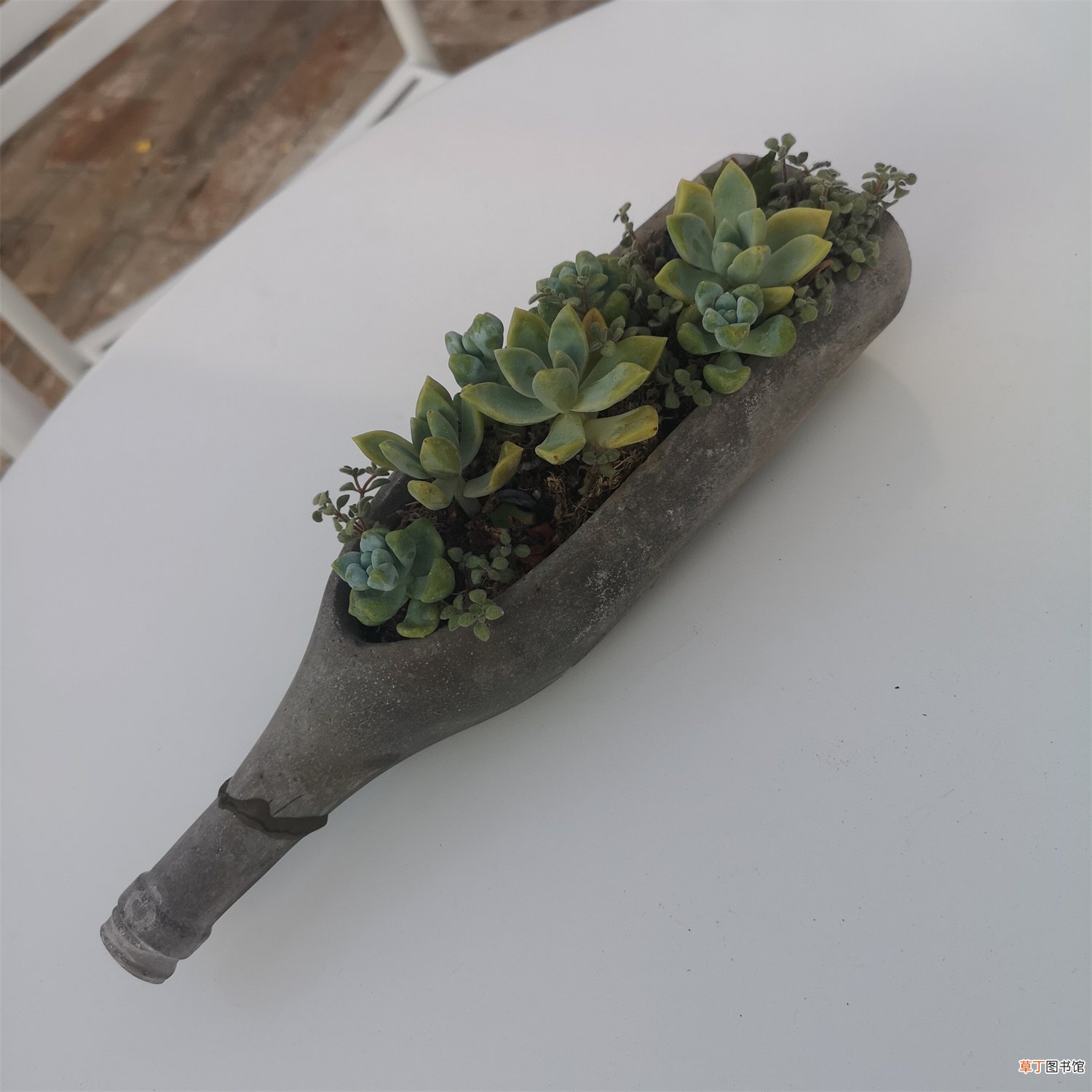 把多肉养成手捧花，才是我的终极梦想
