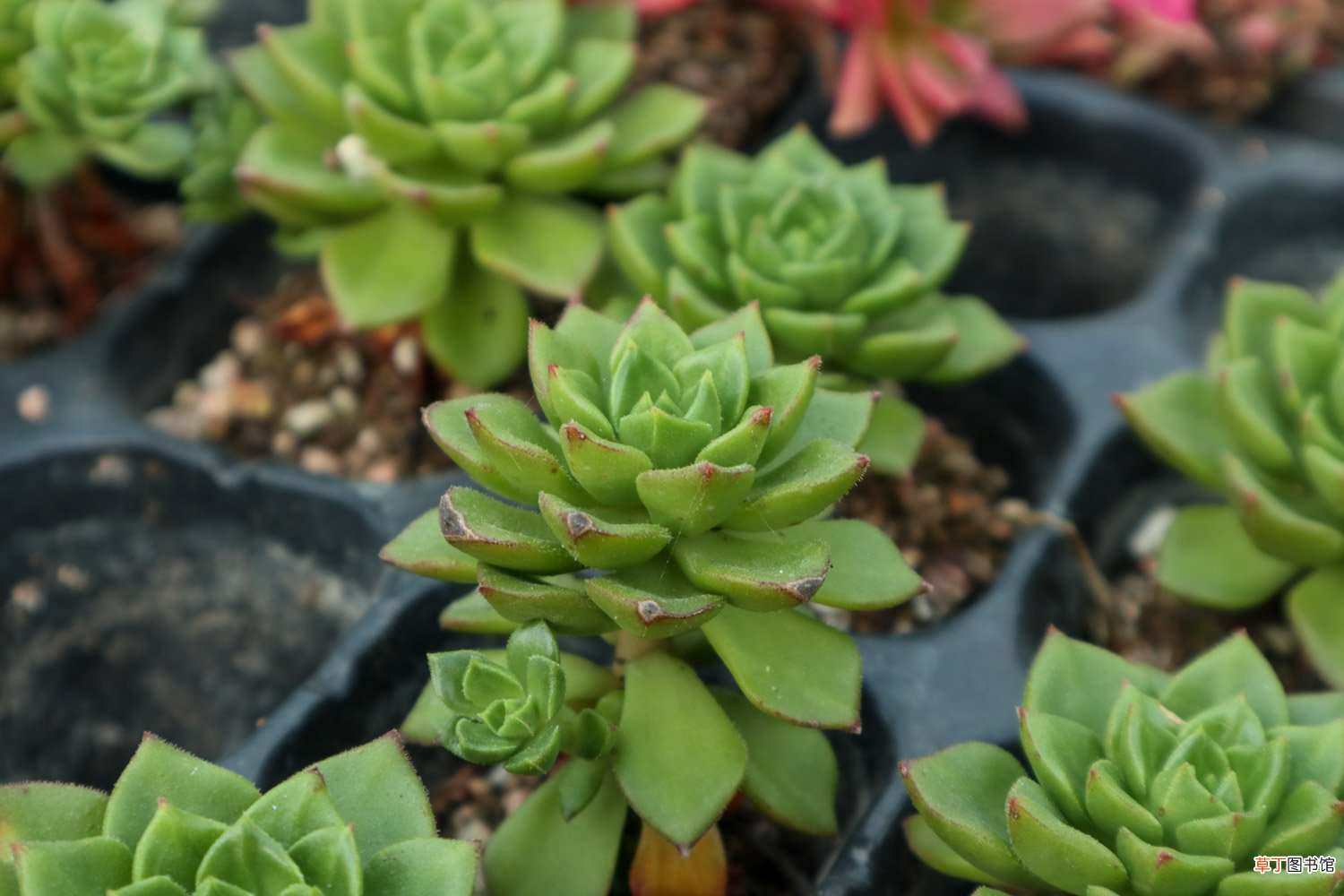 把多肉养成手捧花，才是我的终极梦想