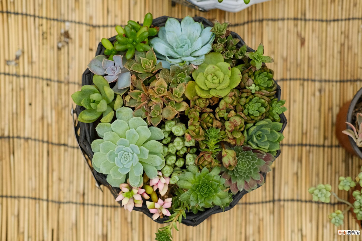 把多肉养成手捧花，才是我的终极梦想
