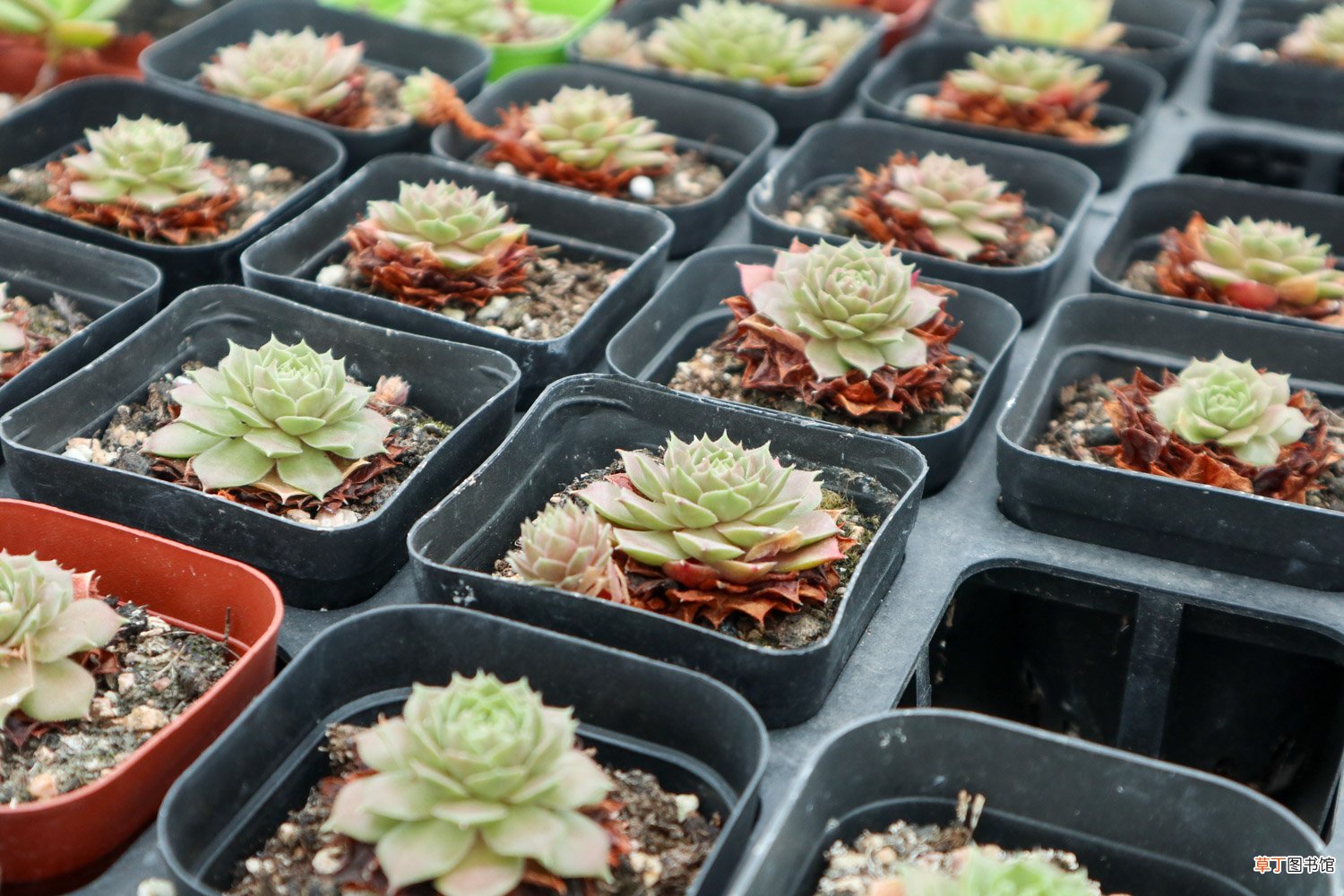 把多肉养成手捧花，才是我的终极梦想