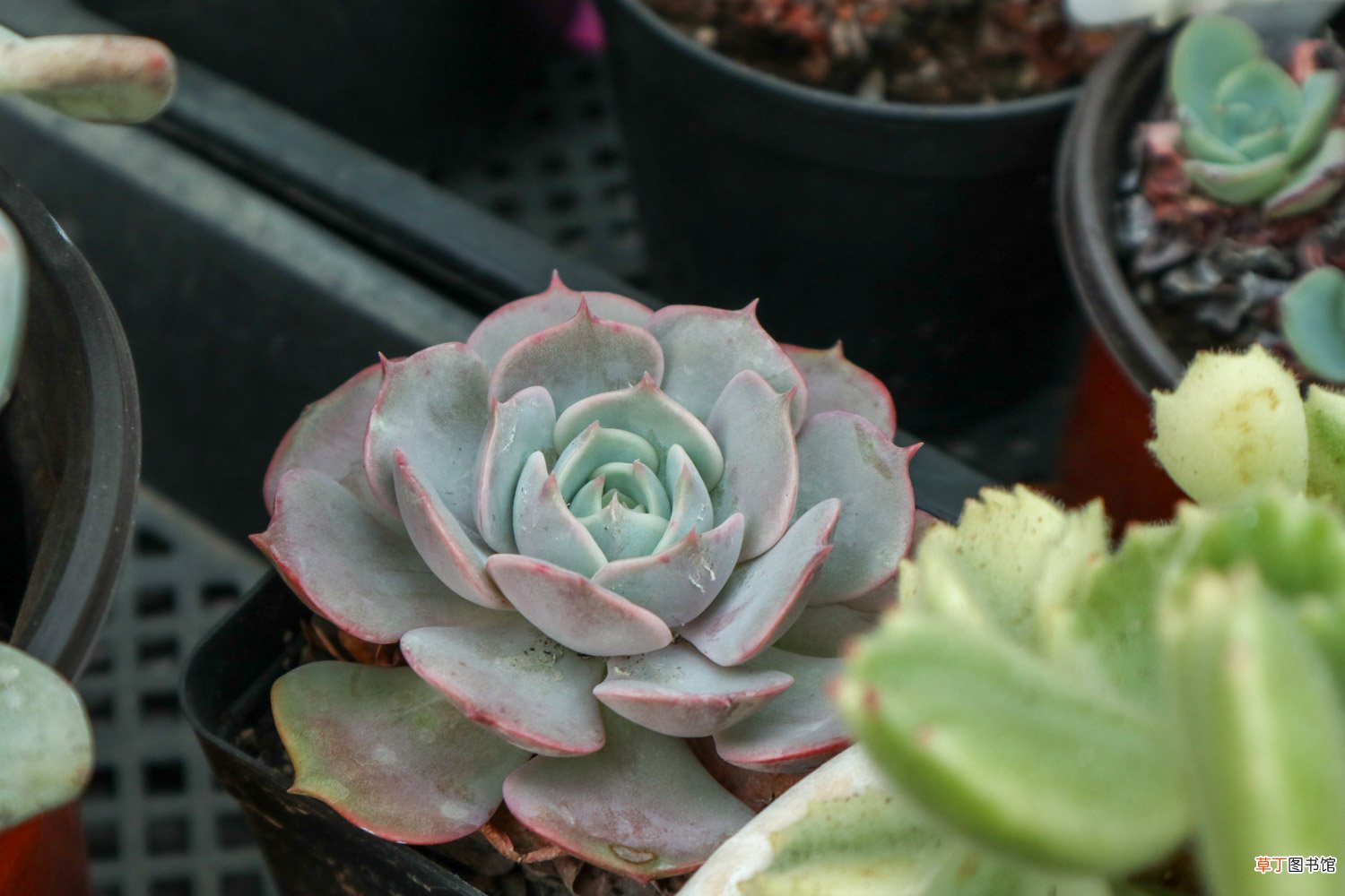 把多肉养成手捧花，才是我的终极梦想