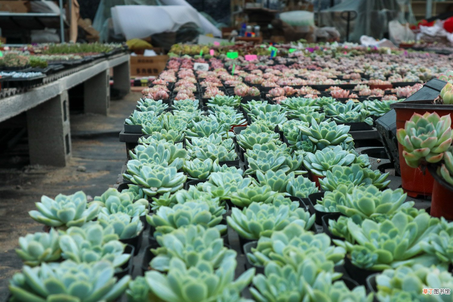 把多肉养成手捧花，才是我的终极梦想