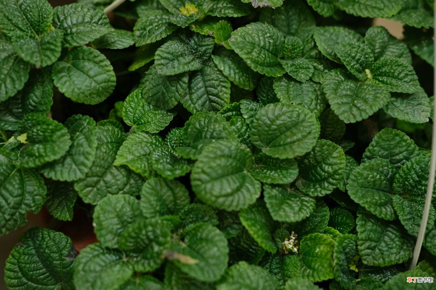 吸毒草开花吗