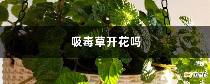 吸毒草开花吗