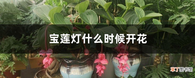 宝莲灯什么时候开花
