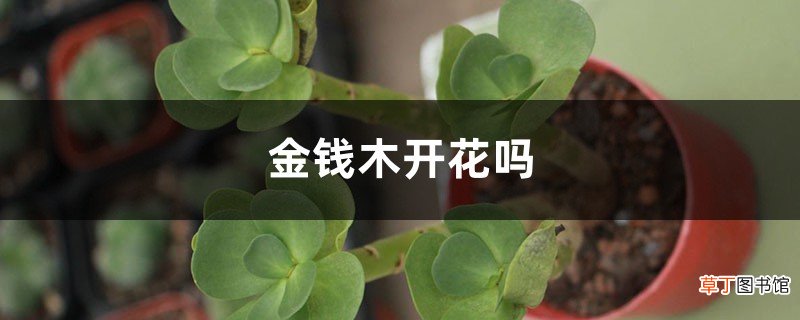 金钱木开花吗