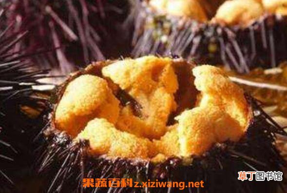 海胆可以生吃吗 海胆生吃怎么吃图解