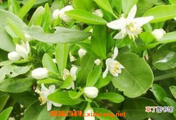 精油橙花的功效与作用及用法