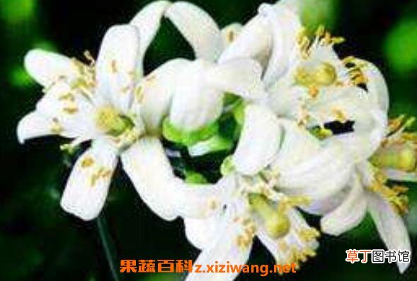 精油橙花的功效与作用及用法