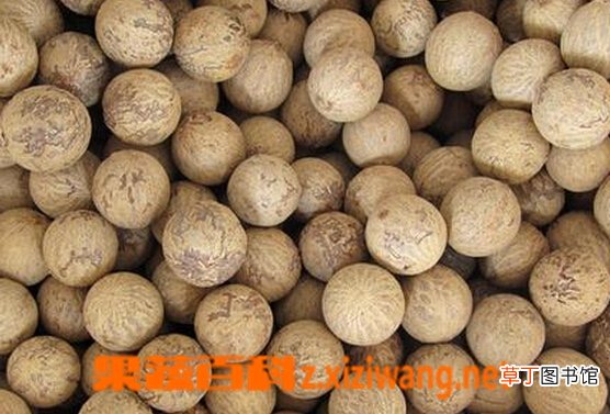 白菩提的功效与作用