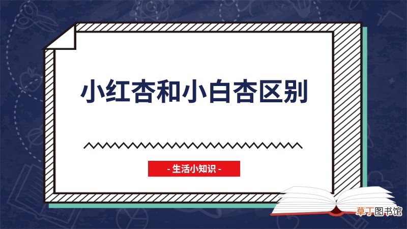 小红杏和小白杏区别