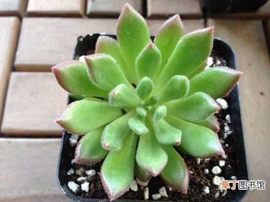 红唇多肉的养殖方法