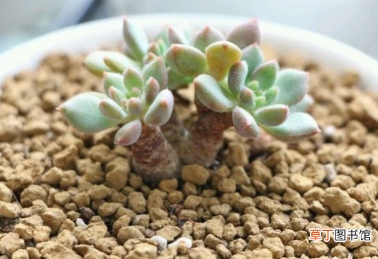 红唇多肉的养殖方法