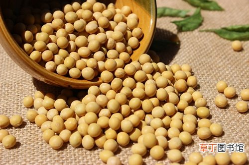 家长必知：帮助高三学生补脑的八类食品