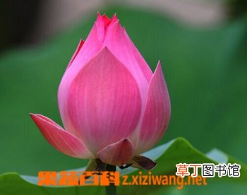 荷花的功效与作用
