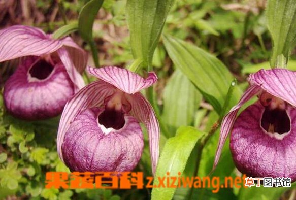 带叶兜兰的功效与作用 带叶兜兰的栽培要点