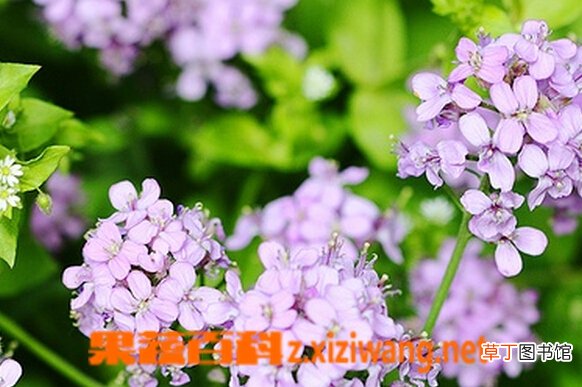 大叶碎米荞的功效与作用