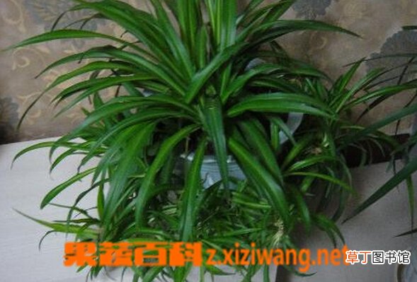 吊兰的功效与作用