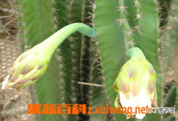大轮柱的功效与作用