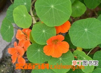 旱金莲的功效与作用