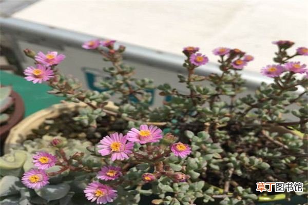 白凤菊和鹿角海棠怎么区别