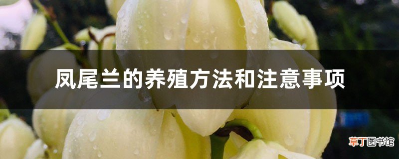 凤尾兰的养殖方法和注意事项