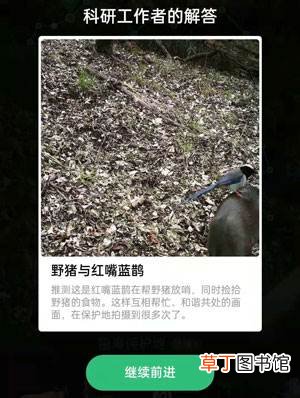 野猪与红嘴蓝鹊在做什么
